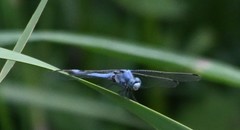 Orthetrum lineostigma