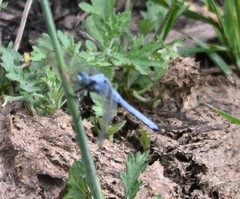 Orthetrum lineostigma