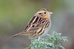 Le Conte's Sparrow photo 2
