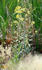 Senecio hydrophilus