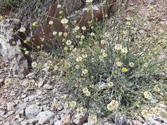 Sideritis libanotica