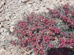 Noaea mucronata humilis