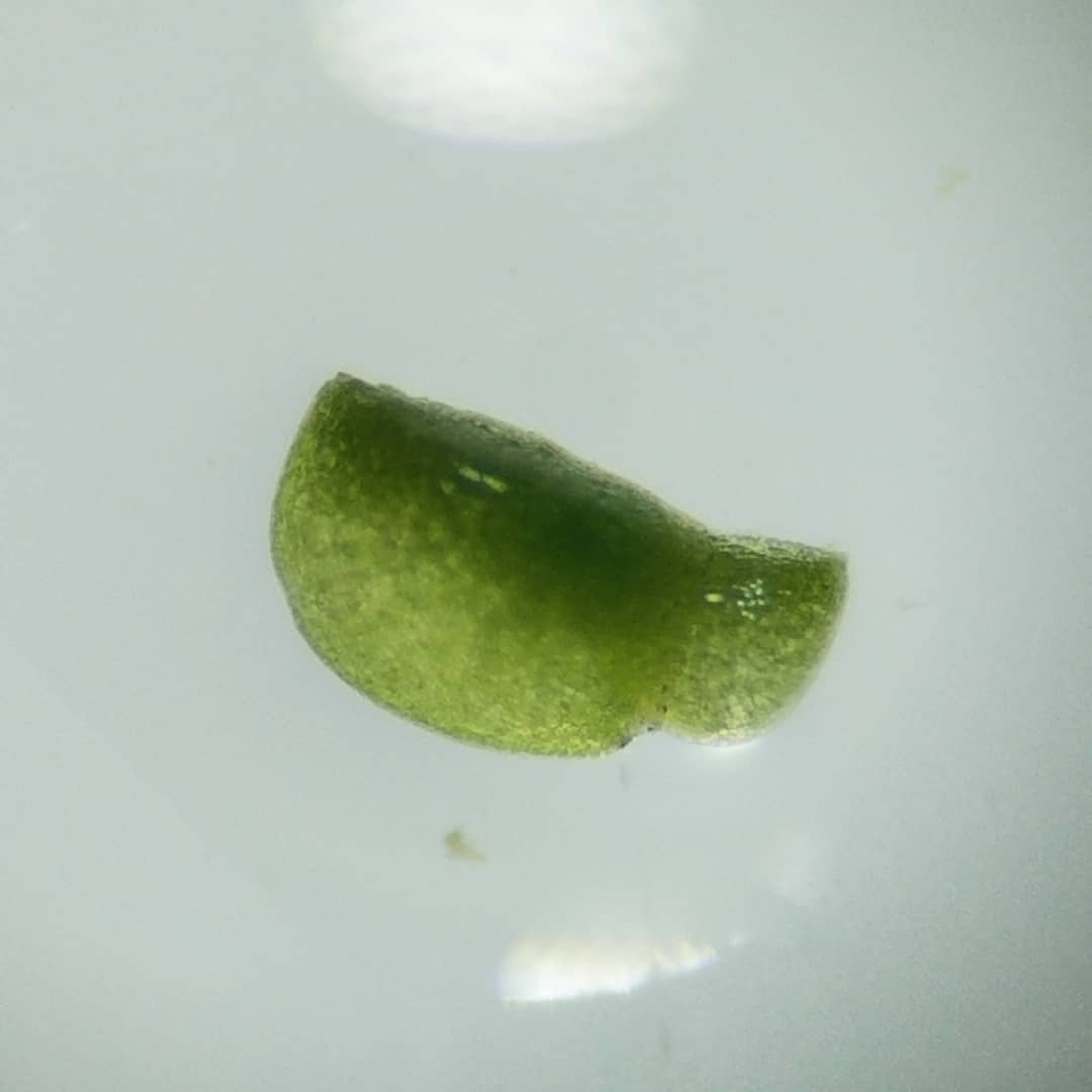 Wolffia borealis