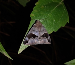 Bastilla joviana