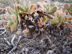 Crassula ciliata