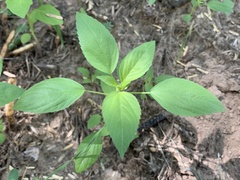 Acalypha neomexicana