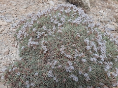 Acantholimon libanoticum