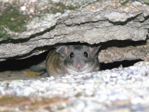 Bryant's Woodrat