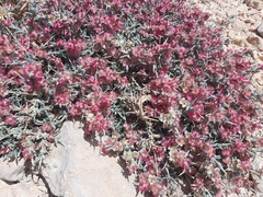 Noaea mucronata humilis