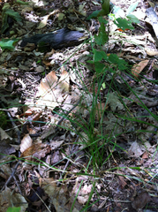 Carex rosea