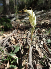 Pterostylis revoluta