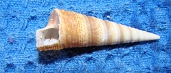 Maoricolpus roseus