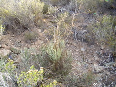 Anginon
