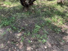 Acalypha neomexicana