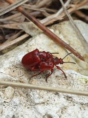 Lilioceris merdigera