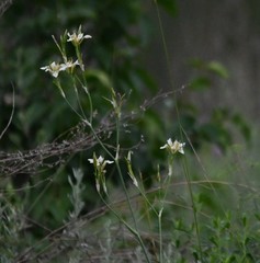 Iris dichotoma