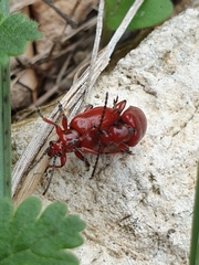 Lilioceris merdigera