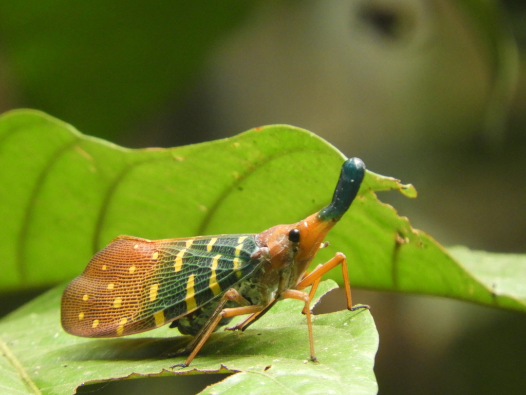 Pyrops effusus