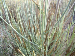 Anginon