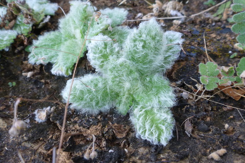 Image of Rock Violet (Boea hygroscopica) by (c) coenobita, some rights reserved (CC BY)