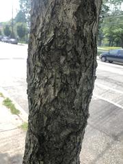 Acer rubrum