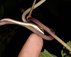 Dendrelaphis girii