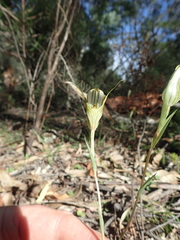 Pterostylis revoluta