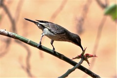 Anthreptes orientalis