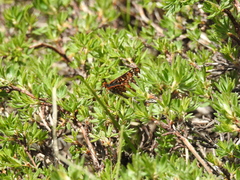 Euphydryas anicia brucei