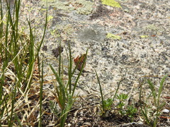 Euphydryas anicia brucei