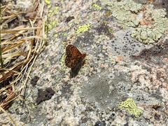 Euphydryas anicia brucei