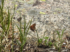 Euphydryas anicia brucei