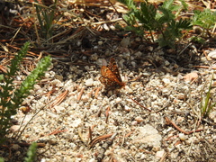 Euphydryas anicia brucei