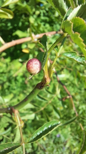 Smooth Pea Gall Wasp