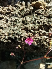 Boerhavia anisophylla