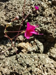 Boerhavia anisophylla