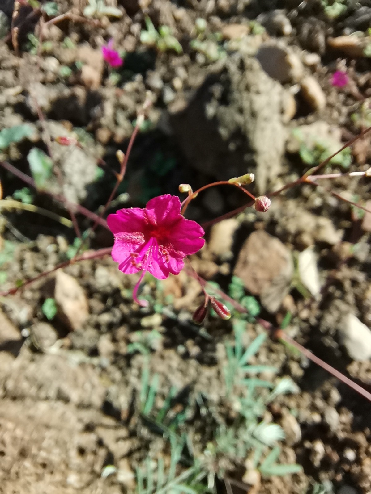 Boerhavia anisophylla