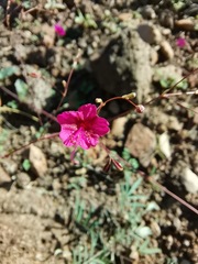 Boerhavia anisophylla