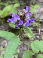 Prunella vulgaris