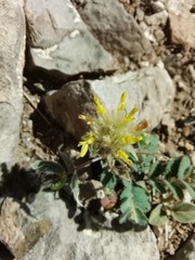 Dalea wrightii