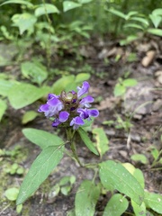 Prunella vulgaris
