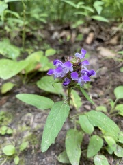 Prunella vulgaris