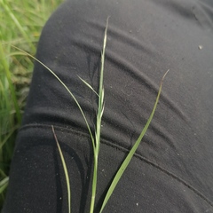 Cleistogenes squarrosa