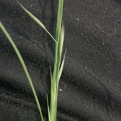 Cleistogenes squarrosa