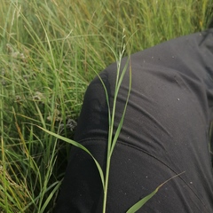 Cleistogenes squarrosa