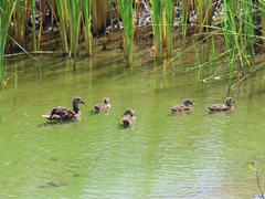 Anas fulvigula maculosa