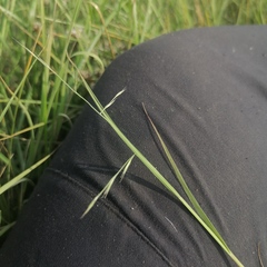 Cleistogenes squarrosa