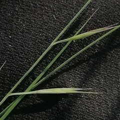 Cleistogenes squarrosa