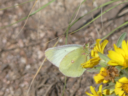 Scudder's Sulphur photo 2