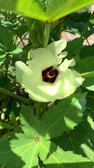 Abelmoschus esculentus